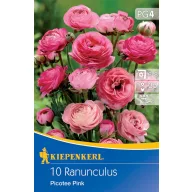 Cibuľky Buttercup Picotee Pink 10 ks