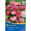 Cibuľky Buttercup Picotee Pink 10 ks