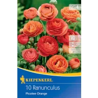 Žiarovky Buttercup Picotee Orange 10 ks
