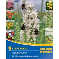 Kvetinová cibuľka Nectar Oasis Kiepenkerl 22 ks
