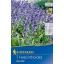 Kvetinové cibuľky Blue Bell Blue Bell 7 ks