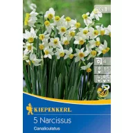 Cibuľa Botanika narcis Canaliculatus 5 ks Kiepenkerl