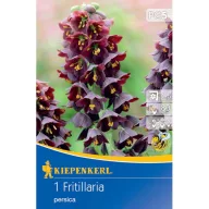 Cibuľky perzskej ľalie v kockách Kiepenkerl 1 ks