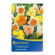 Cibuľa Narcis orchidea kvetinová zmes Kiepenkerl 5 ks