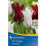 Žiarovka Tulipán mix Oheň a ľad Kiepenkerl 10 ks