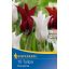 Žiarovka Tulipán mix Oheň a ľad Kiepenkerl 10 ks