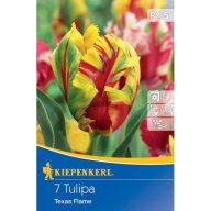   Kvetinová cibuľka Tulipán (papagáj kvet) Texas Flame Kiepenkerl 7 ks
