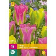   Kvetinová cibuľka Tulipán Jahodová limonáda 15 kusov JUB