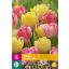 Kvetinové cibuľky Tulipán Foxtrot Mix 15 ks JUB