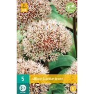   Kvitnúca cibuľa Okrasná cibuľa (Allium) Karataviense 5 ks JUB