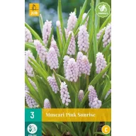 Kvetinová cibuľka Muscari Pink Sunrise 3 ks JUB