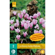 Kvitnúce Cyklámen (Cyclamen hederifolium) 2 ks JUB