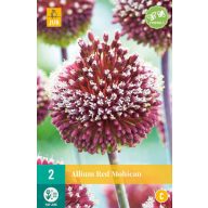 Cibuľa okrasná červená mohikánska 2 ks JUB