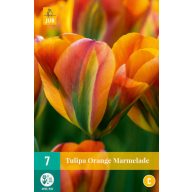   Kvetinové cibuľky Tulipán Pomarančová marmeláda 7 kusov JUB