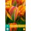 Kvetinové cibuľky Tulipán Pomarančová marmeláda 7 kusov JUB