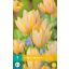 Kvetinová cibuľka Tulipán Antoinetta 7 kusov JUB