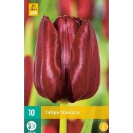 Maskara s kvetinovými cibuľkami Tulipán 10 kusov JUB