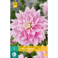 Cibuľa Dahlia Evanah 1 kus JUB