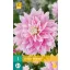 Cibuľa Dahlia Evanah 1 kus JUB