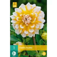 Kvetinová cibuľka Dahlia Seattle 1 kus JUB
