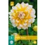 Kvetinová cibuľka Dahlia Seattle 1 kus JUB