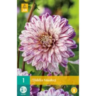 Kvetinová cibuľka Dahlia Smokey 1 kus JUB