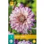 Kvetinová cibuľka Dahlia Smokey 1 kus JUB
