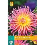 Žiarovka Dahlia Alfred Mriežka 1 kus JUB