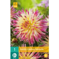 Kvetinová cibuľka Dahlia Lindsay Michelle 1 kus JUB