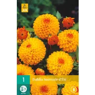Cibuľa Dahlia Souvenir d'Ete 1 kus JUB