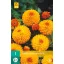 Cibuľa Dahlia Souvenir d'Ete 1 kus JUB