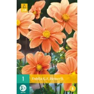 Kvetinová cibuľka Dahlia G.F. Hemerik 1 kus JUB