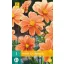 Kvetinová cibuľka Dahlia G.F. Hemerik 1 kus JUB