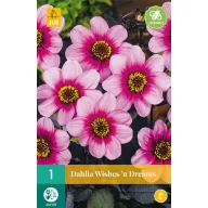   Kvetinová žiarovka Dahlia Wishes 'n' Dreams 1 kus JUB