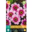Kvetinová žiarovka Dahlia Wishes 'n' Dreams 1 kus JUB