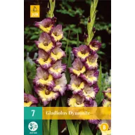Kvetinová žiarovka Swordflower Dynamite 7 kusov JUB