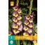 Kvetinová žiarovka Swordflower Dynamite 7 kusov JUB