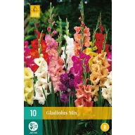 Žiarovka Swordflower mix farieb MIX 10 ks JUB