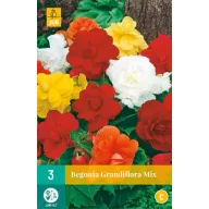 Cibuľa Begonia Grandifllora Mix 3 kusy JUB