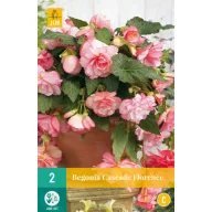 Cibuľa Begonia Cascade Florence 2 kusy JUB