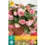 Cibuľa Begonia Cascade Florence 2 kusy JUB