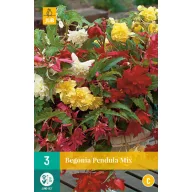 Kvetinová cibuľka Begonia Pendula Mix 3 kusy JUB