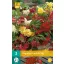 Kvetinová cibuľka Begonia Pendula Mix 3 kusy JUB