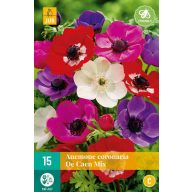 Kvitnúca cibuľa Anemone Cor. De Caen Mix 15 kusov JUB