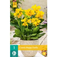 Kvetinová cibuľka Canna (Sol) Happy Emily 1 kus JUB