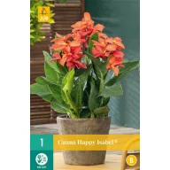 Kvetinová cibuľka Canna (Sol) Happy Isabel 1 JUB