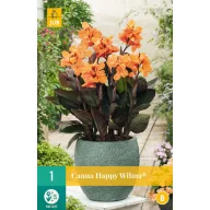 Kvetinová cibuľka Canna (Sol) Happy Wilma 1 kus JUB