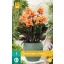 Kvetinová cibuľka Canna (Sol) Happy Wilma 1 kus JUB