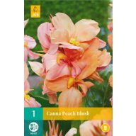 Kvetinová cibuľka Canna Peach Blush 1 kus JUB