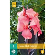 Cibuľa Canna Pink Futurity 1 ks JUB